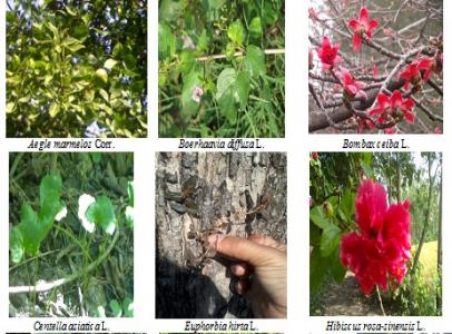 Medicinal Use Of Some Common Plants Among People Of Garur Block Of ...